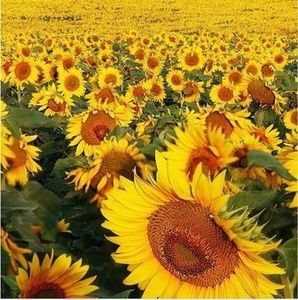 Meet your Posher, Rhonda